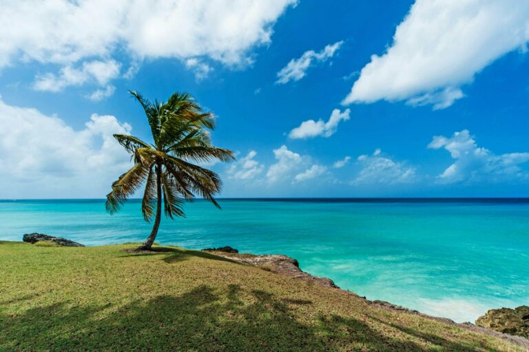 Peisaj tropical din Barbados cu palmier pe o plajă lângă oceanul de un albastru intens.