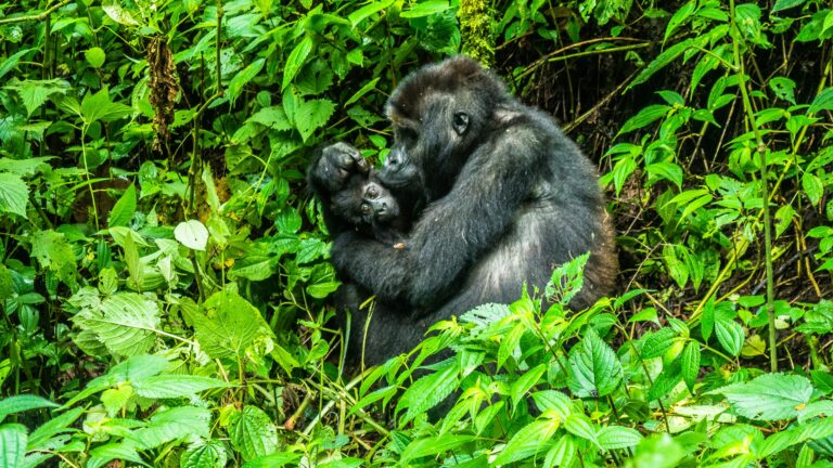 Gorilă și puiul său în vegetația densă a junglei din Congo.