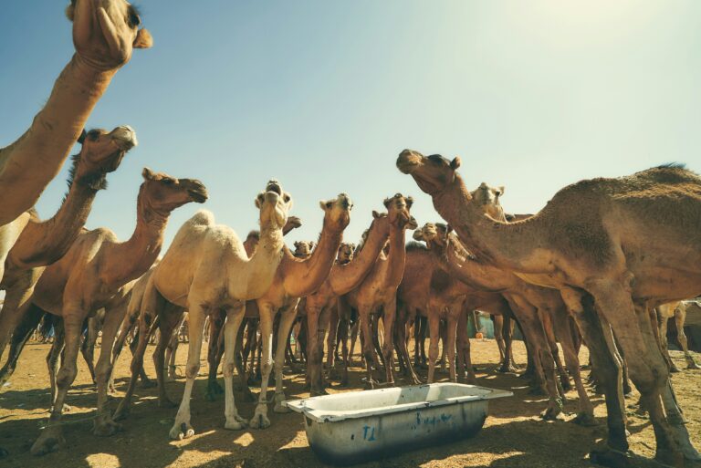 Cămile adunate într-un loc deschis în Nouakchott, Mauritania.