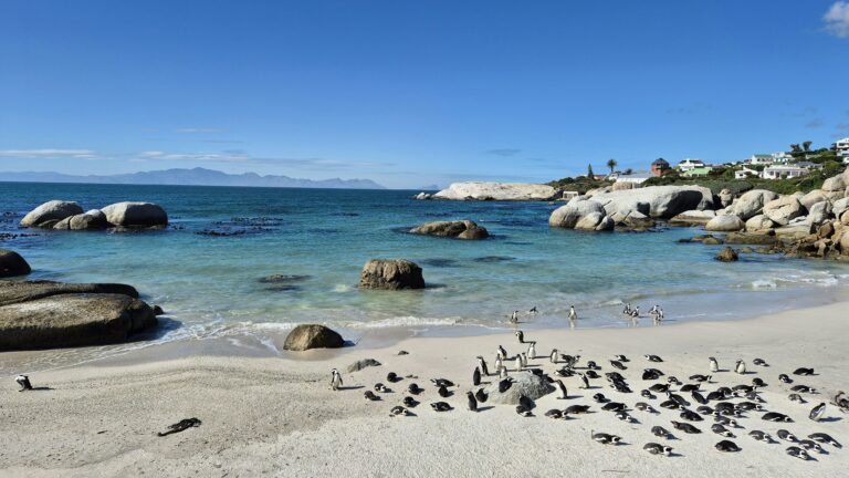 Boulders Beach, Cape Town, vedere panoramică cu pinguini pe plajă și ocean limpede.