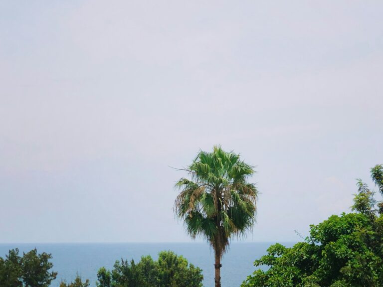 Palmier tropical pe fundalul oceanului