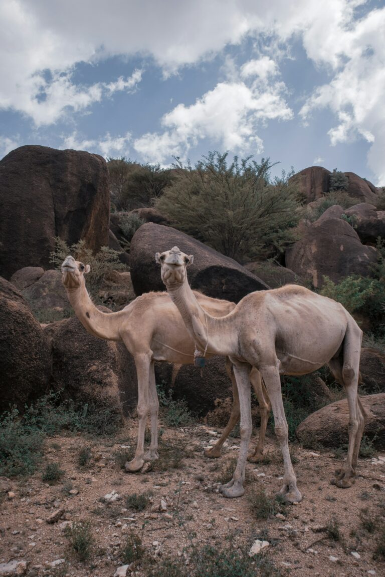 Două cămile în deșertul stâncos din Somalia