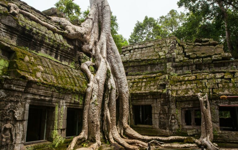 Vedere detaliată a rădăcinilor copacilor care acoperă ruinele templelor Ta Prohm din Siem Reap.
