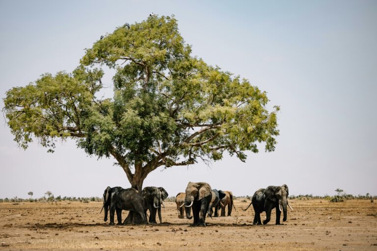 Turmă de elefanți sub un copac în savana din Zimbabwe.