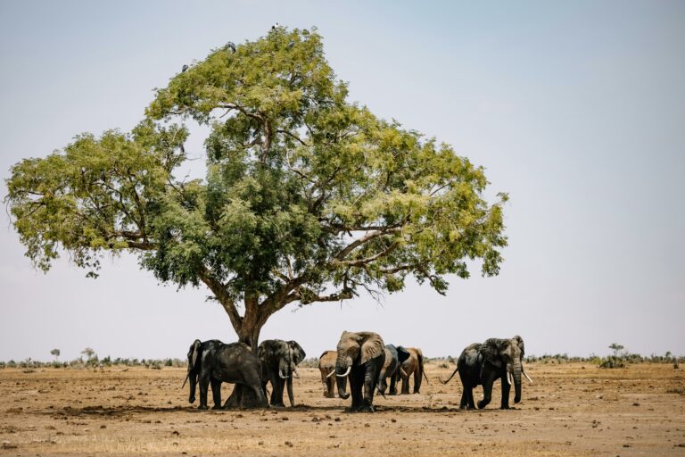 Elephants under a tree in the savannah of Maun, Botswana.