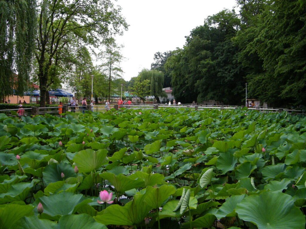 Lotus înflorit pe un bazin termal din Baile Felix, județul Bihor.