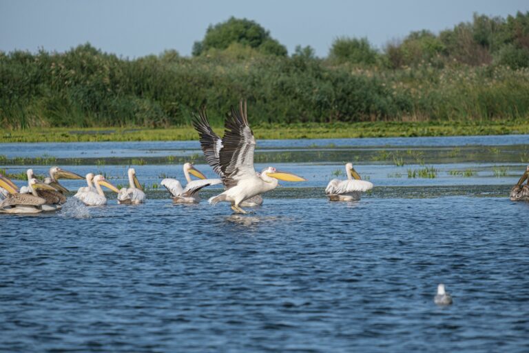 Pelicani în Delta Dunării, Tulcea, într-un peisaj natural cu apă și stufăriș.