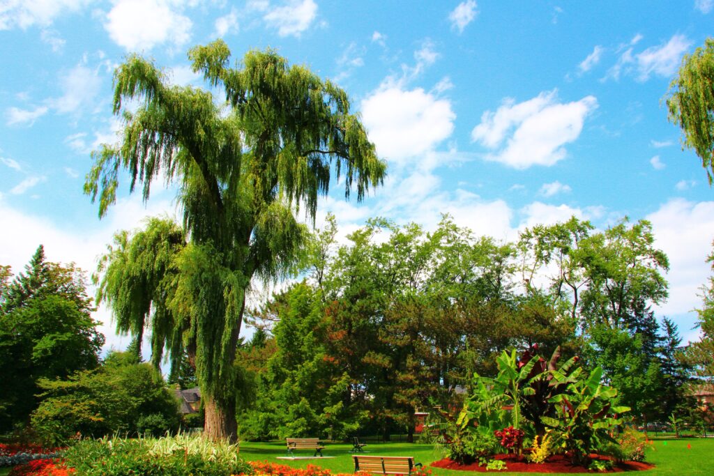Peisaj din Grădina Botanică Cluj-Napoca, cu copaci și aranjamente florale spectaculoase într-un cadru natural.