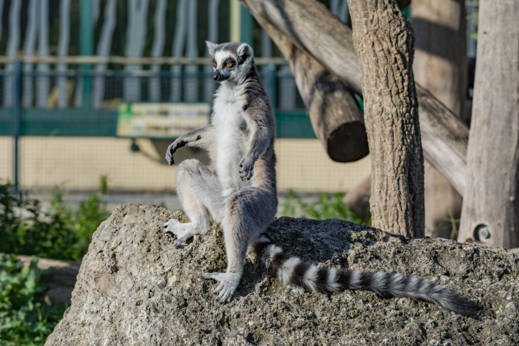 Un lemure seduto su una roccia allo Zoo di Schoenbrunn a Vienna.