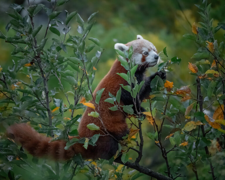 Imagine cu panda roșu în grădina zoologică din Praga, printre frunzele și vegetația bogată.