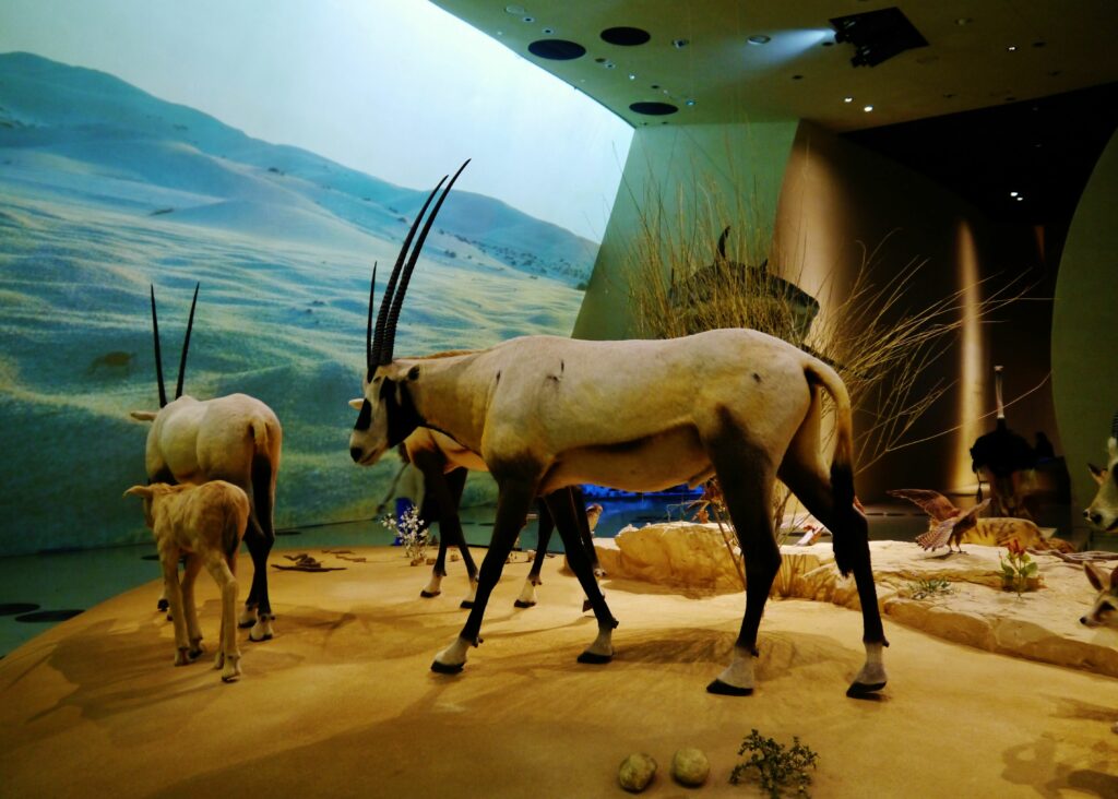 Esposizione di oryx al Museo Nazionale del Qatar Doha, fauna locale mostrata in un ambiente realistico.