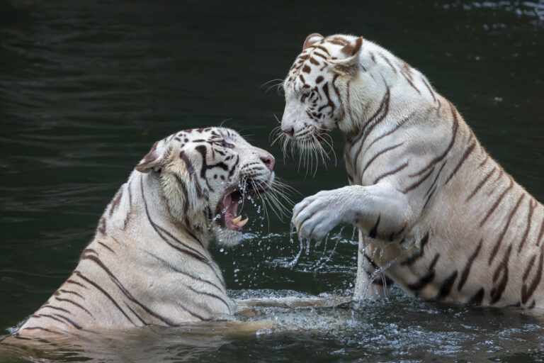 Due tigri bianche che giocano in acqua allo Zoo di Singapore.